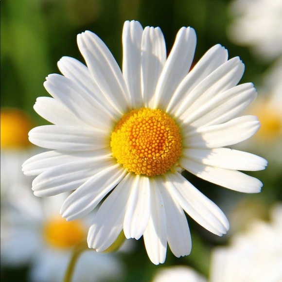 Meet your Posher - Picture 2 of 2